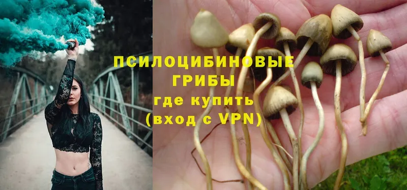 Галлюциногенные грибы MAGIC MUSHROOMS  где можно купить   Лосино-Петровский 